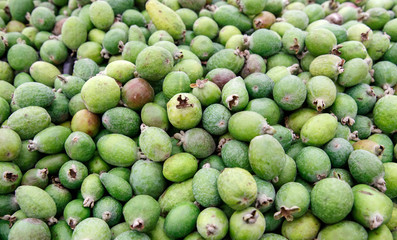 feyhua feijoa on the counter market