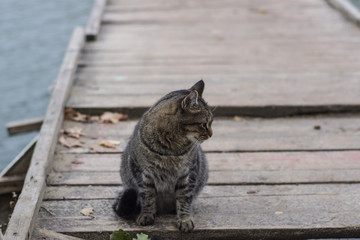 Gray cat on a wooden pier