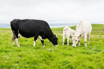 Naklejka na ściany i meble Landscapes of Ireland. Cows grazing near Cliffs of moher