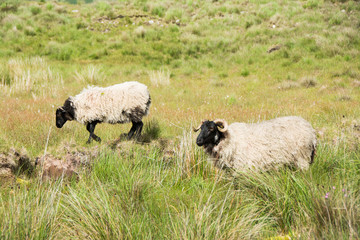 Landscapes of Ireland. Sheep grazing, Connemara in Galway county