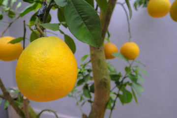 Pomelo fruit hang on the tree in garden