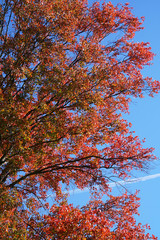 Close up on red autumn tree branches