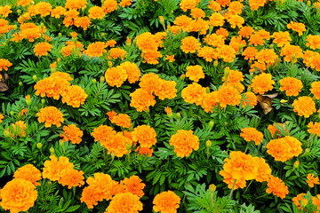 Marigolds Flower Field