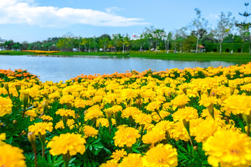 Fototapeta premium Marigolds flower and blue sky (Mexican marigold, Aztec marigold, African marigold)
