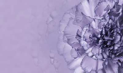A flower of a purple carnation on a violet monophonic background. Close-up. Floral background for a postcard. Nature.