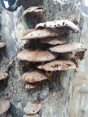 the condition of the fungus is dry because it is not exposed to rain