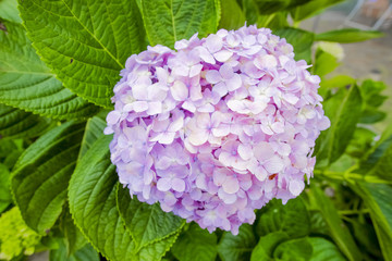Fototapeta premium Pink hydrangea flower or Hydrangea macrophylla