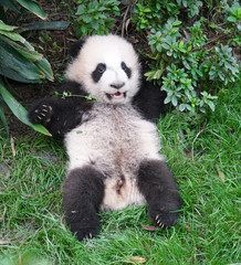 Fototapeta premium Cute baby panda playing on the ground