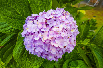 Fototapeta premium Pink hydrangea flower or Hydrangea macrophylla