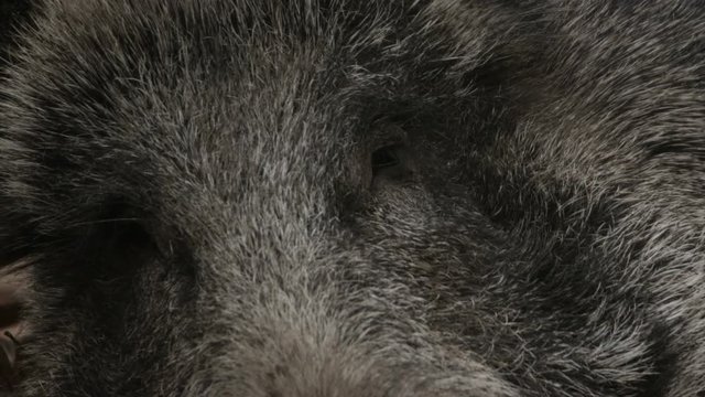 wild boar in forest - available in 5k red epic footage