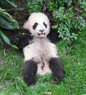 Fototapeta Cute baby panda playing on the ground