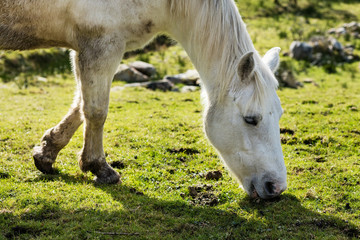 Naklejka na ściany i meble Horses near Connemara National Park, Co. Galway, Ireland are much enjoying this spectacularly beautiful part of the world