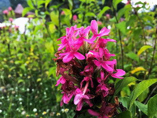 Closeup pink flower blurry background