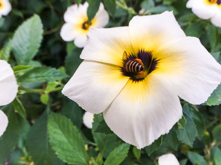 Closeup bee on white flower