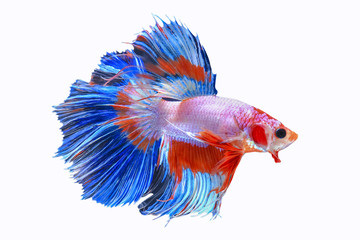 Halfmoon Siamese Fighting Fishes Isolated on White Background, Clipping path