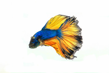  siamese fighting fish, betta splendens isolated on white background