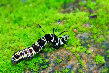 Hairy Caterpillar bug.