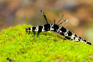 Hairy Caterpillar bug.