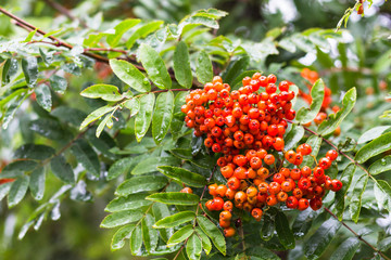 ripe fruits of Rowan tree in rain in Reykjavik