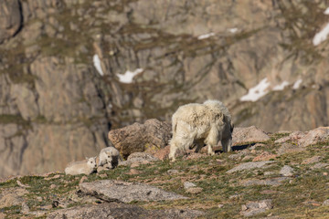Mountain Goat Nanny and Kids