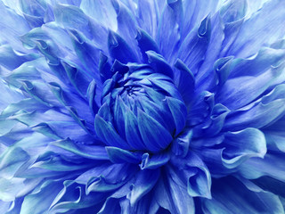 Dahlia blue  flower.  Macro. Motley big flower. Background from a flower. Nature.