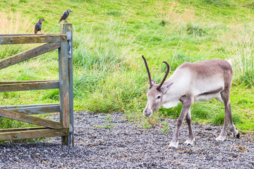 reindeer in corral and common starling on fence