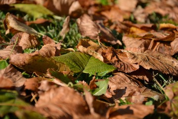 Leaves background and texture. Yellow autumn leaves.