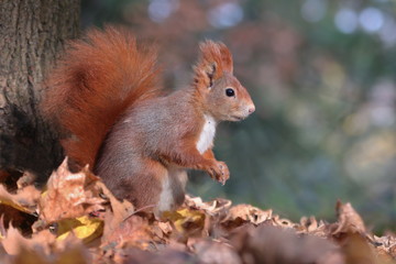 Naklejka na ściany i meble Art view on wild nature. Cute red squirrel with long pointed ears eats a nut in autumn orange scene with nice deciduous forest in the background. Wildlife in November forest. Squirrel in habitat.