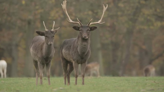 fallow deer in autumn - available in 5k red epic footage