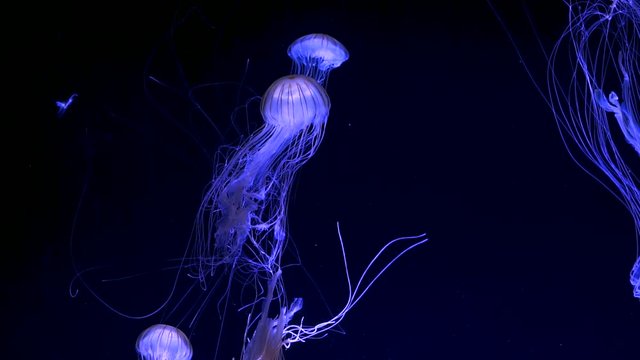 jellyfish (chrysaora pacifica) glowing in dark water