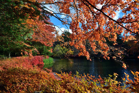 長野県　秋の軽井沢　雲場池の紅葉