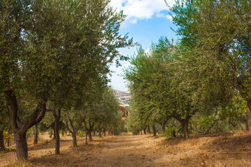 Olive Trees Garden, with Olives on the Branches, Nature Background