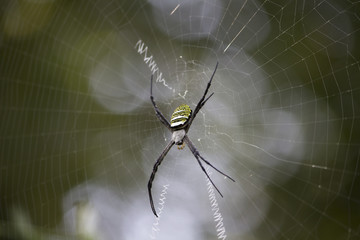 Spider