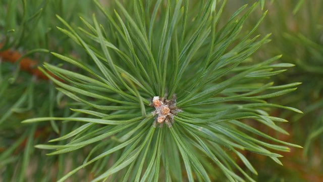 Fototapeta Green branch of the Christmas tree - 3. Closeup of a pine branch.