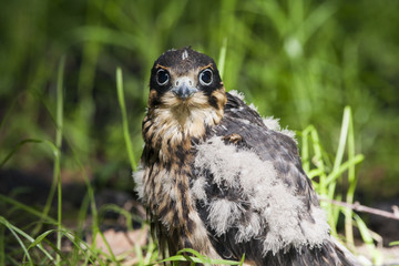 Hobby falcon young sitting on ground in grass. Fluffy juvenile bird of prey just leaved nest. Cute and funny. Bird in wildlife.