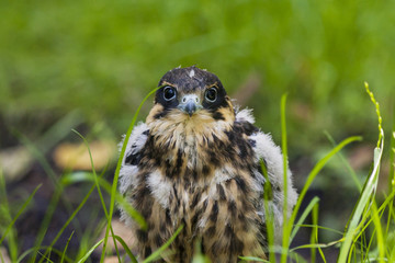 Hobby falcon young sitting on ground in grass. Fluffy juvenile bird of prey just leaved nest. Cute and funny. Bird in wildlife.