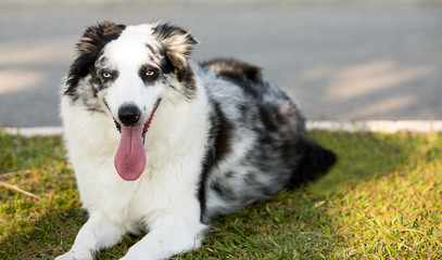 Australian Shepherd