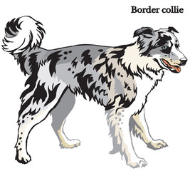 Border collie vector illustration