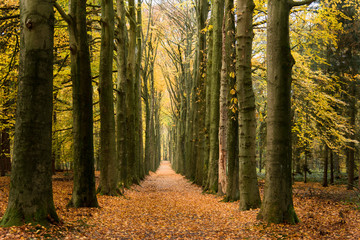 Dutch lane in autumn forest