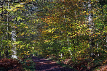autumn season in Rambouillet forest