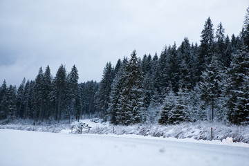 Coniferous forest and mountain lake with snow-covered scenery