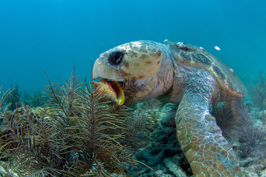 Conch-Chomping Loggerhead Turtle