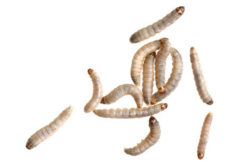 Wachsmottenraupen oder Mottenlarven