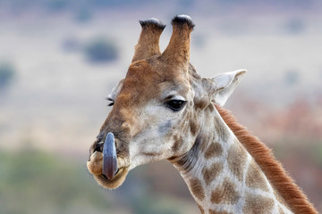 Obraz premium Girafe 1