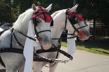 Naklejka premium Decorated horses for wedding