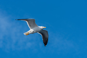 Möwe im Flug