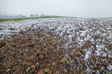Hagel auf dem Feld mit Aussaat