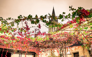 Monolithic church and its bell tower in Saint-Emilion in France seen through grapes