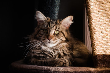 Maine Coon