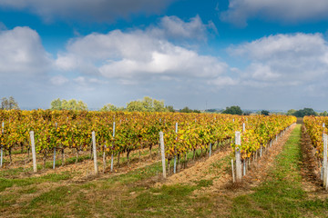 Fototapeta na wymiar Vineyards in Medoc region near Bordeaux in France with hills grapes and trees